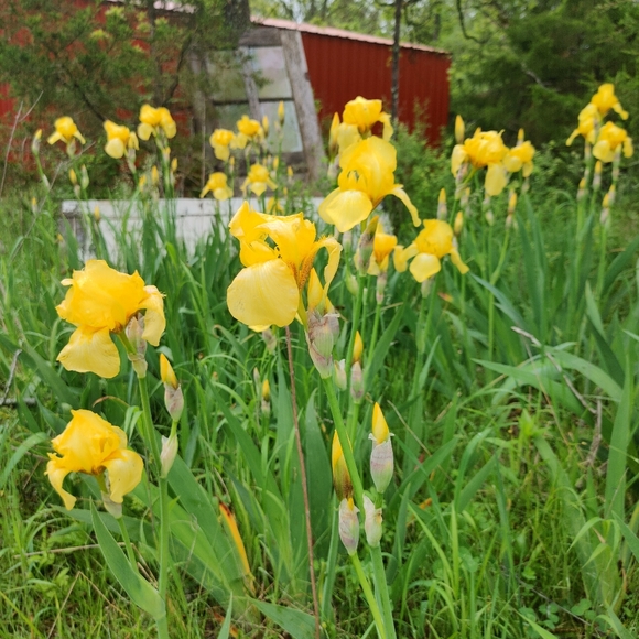 Meet your Posher, Janetta - Picture 1 of 1